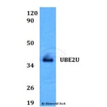 Anti-UBE2U Antibody from Bioworld Technology (BS60597) - Antibodies.com