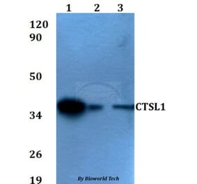 Anti-CTSL1 Antibody from Bioworld Technology (BS60598) - Antibodies.com
