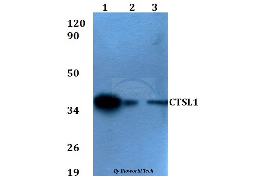 Anti-CTSL1 Antibody from Bioworld Technology (BS60598) - Antibodies.com