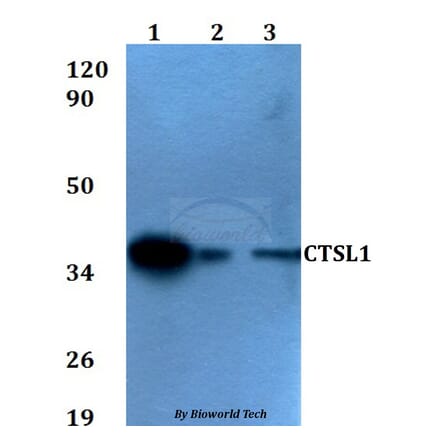 Anti-CTSL1 Antibody from Bioworld Technology (BS60598) - Antibodies.com