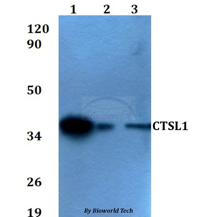 Anti-CTSL1 Antibody from Bioworld Technology (BS60598) - Antibodies.com