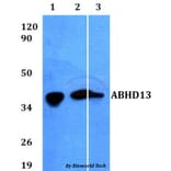 Anti-ABHD13 Antibody from Bioworld Technology (BS60600) - Antibodies.com