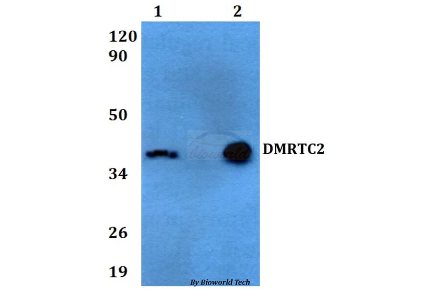 Anti-DMRTC2 Antibody from Bioworld Technology (BS60602) - Antibodies.com