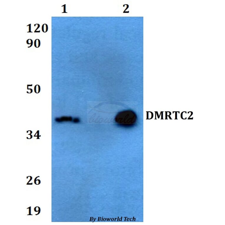 Anti-DMRTC2 Antibody from Bioworld Technology (BS60602) - Antibodies.com