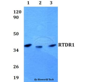 Anti-RTDR1 Antibody from Bioworld Technology (BS60603) - Antibodies.com