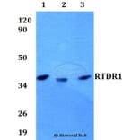 Anti-RTDR1 Antibody from Bioworld Technology (BS60603) - Antibodies.com