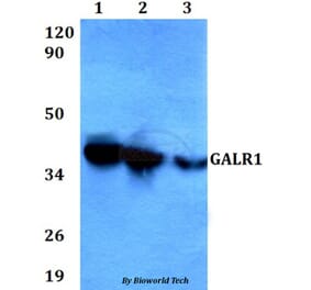 Anti-GALR1 Antibody from Bioworld Technology (BS60604) - Antibodies.com