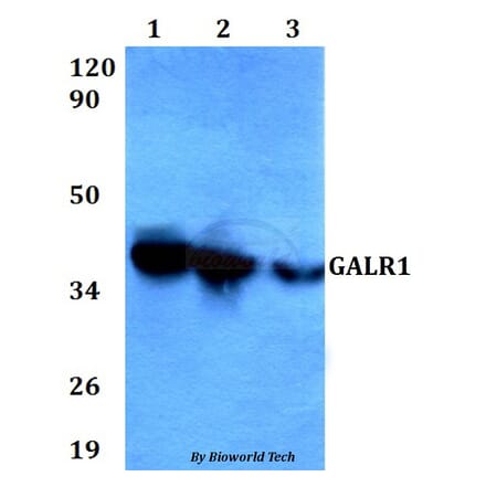 Anti-GALR1 Antibody from Bioworld Technology (BS60604) - Antibodies.com