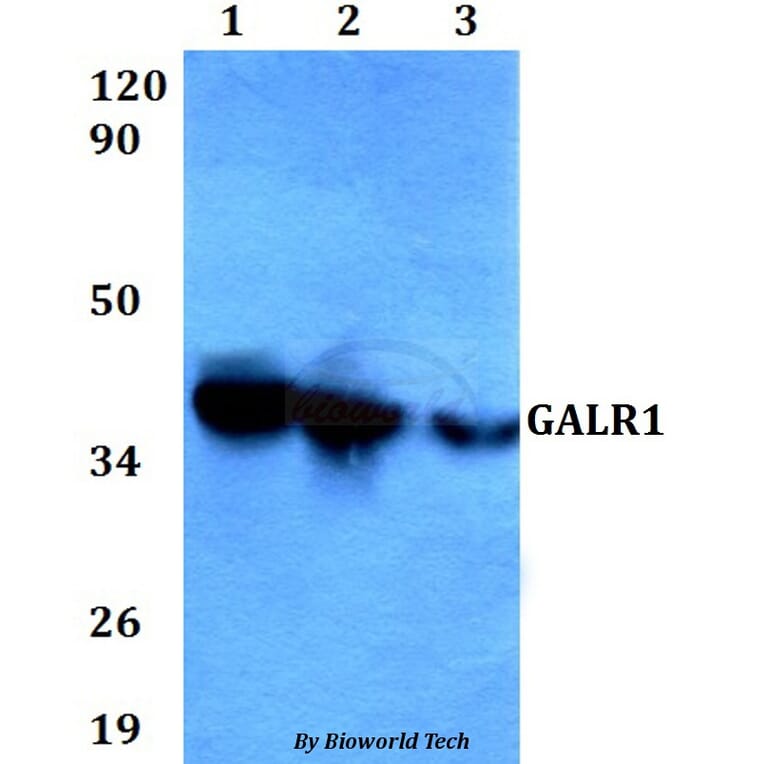 Anti-GALR1 Antibody from Bioworld Technology (BS60604) - Antibodies.com