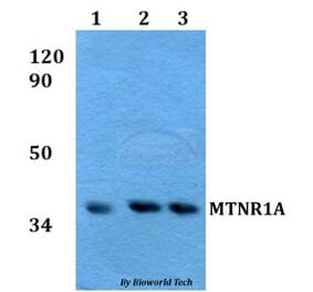 Anti-MTNR1A Antibody from Bioworld Technology (BS60605) - Antibodies.com