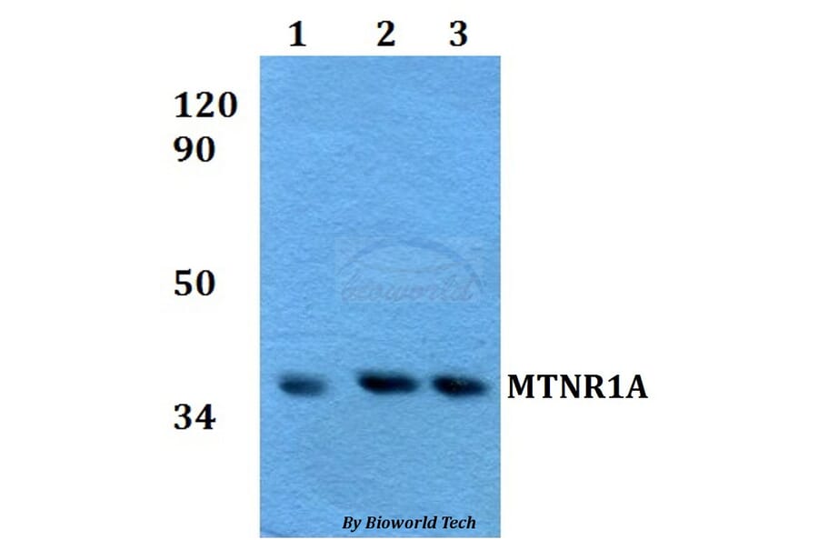 Anti-MTNR1A Antibody from Bioworld Technology (BS60605) - Antibodies.com