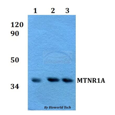 Anti-MTNR1A Antibody from Bioworld Technology (BS60605) - Antibodies.com