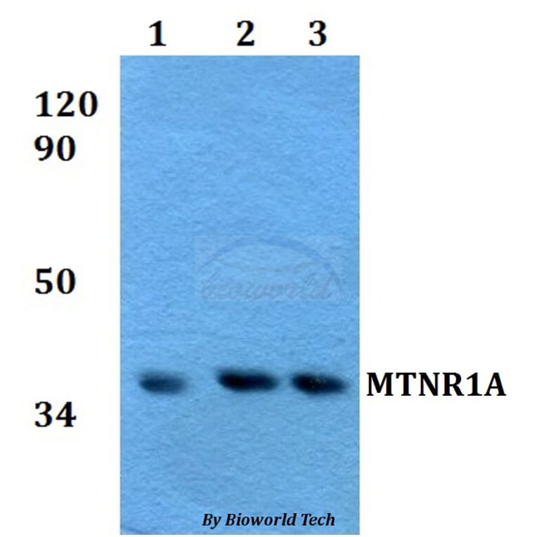 Anti-MTNR1A Antibody from Bioworld Technology (BS60605) - Antibodies.com