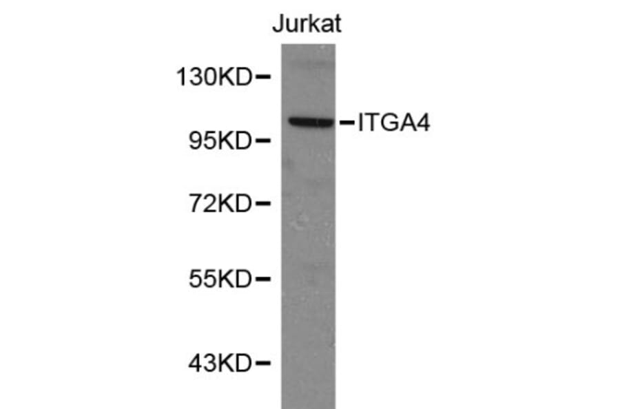 Anti-Integrin α4 Antibody from Bioworld Technology (BS6061) - Antibodies.com