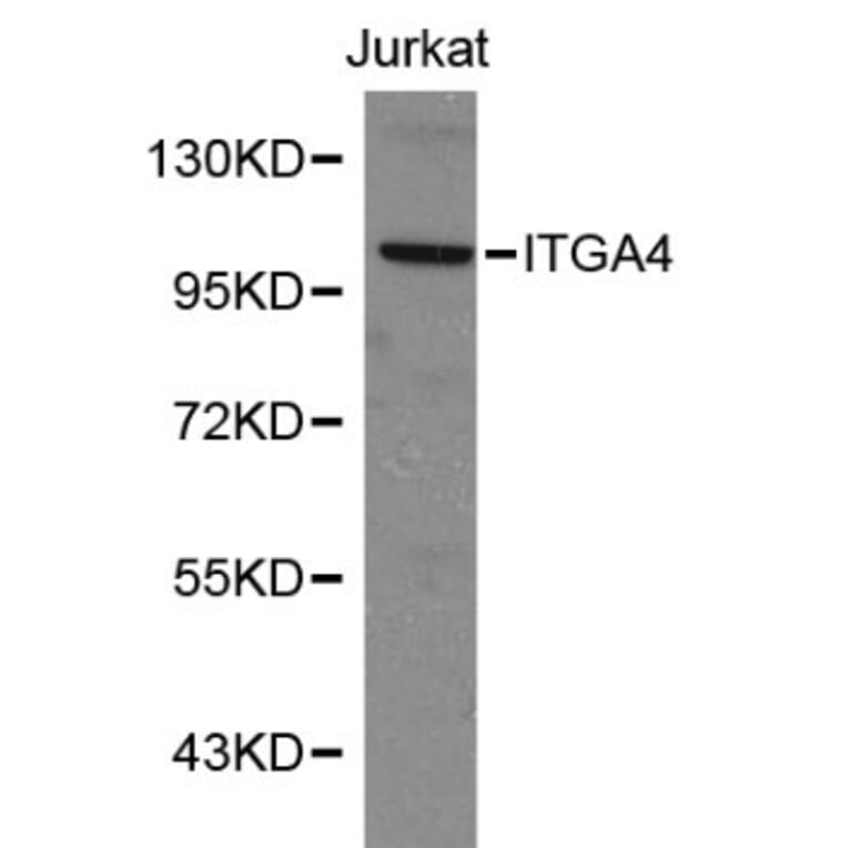 Anti-Integrin α4 Antibody from Bioworld Technology (BS6061) - Antibodies.com