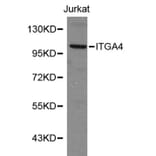 Anti-Integrin α4 Antibody from Bioworld Technology (BS6061) - Antibodies.com