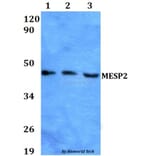 Anti-MESP2 Antibody from Bioworld Technology (BS60610) - Antibodies.com