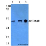Anti-ZDHHC18 Antibody from Bioworld Technology (BS60611) - Antibodies.com