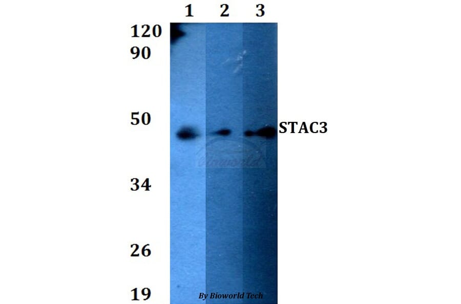 Anti-STAC3 Antibody from Bioworld Technology (BS60612) - Antibodies.com