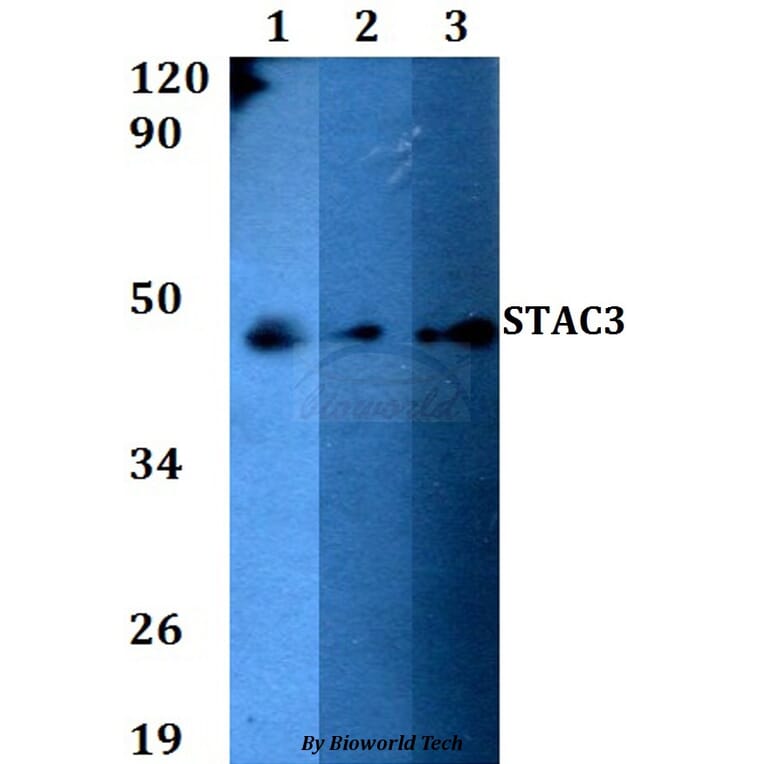 Anti-STAC3 Antibody from Bioworld Technology (BS60612) - Antibodies.com