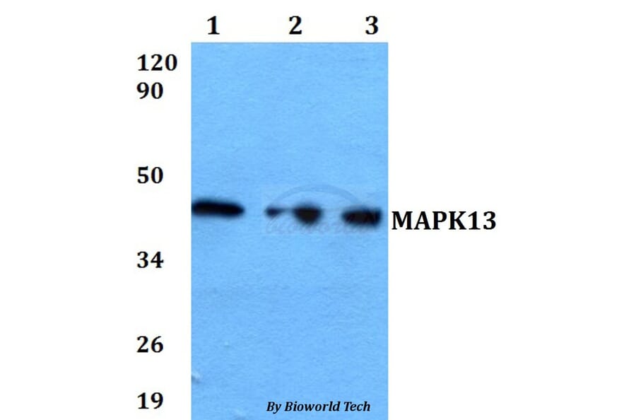 Anti-MAPK13 Antibody from Bioworld Technology (BS60613) - Antibodies.com