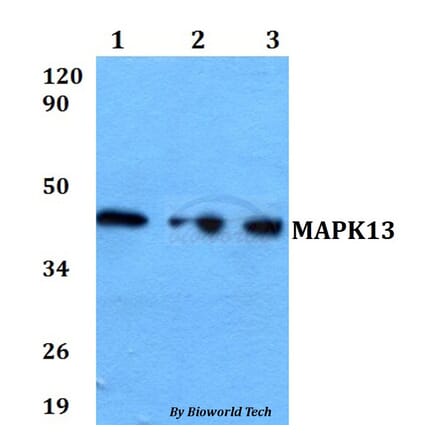 Anti-MAPK13 Antibody from Bioworld Technology (BS60613) - Antibodies.com