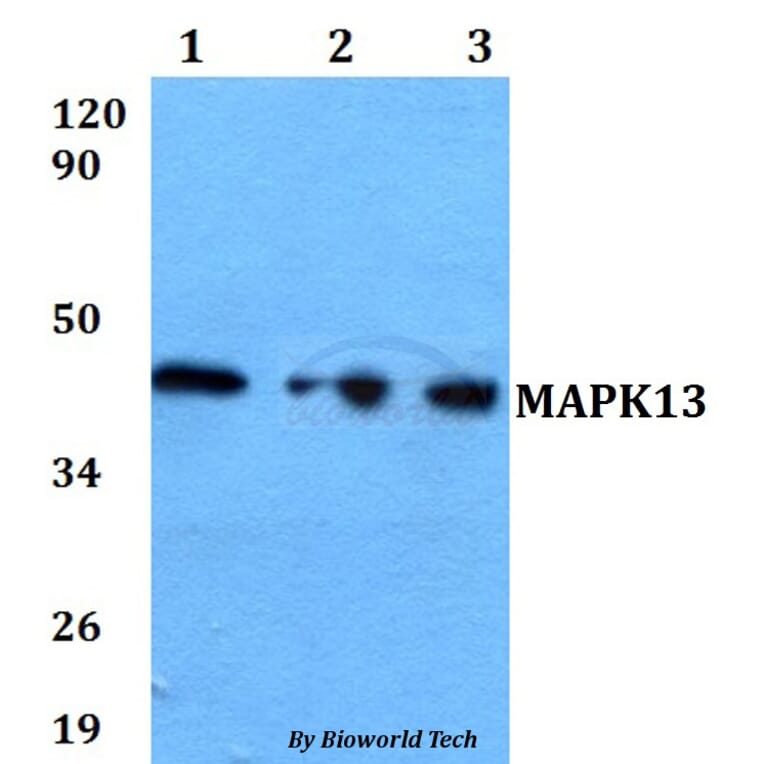 Anti-MAPK13 Antibody from Bioworld Technology (BS60613) - Antibodies.com