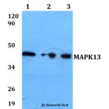 Anti-MAPK13 Antibody from Bioworld Technology (BS60613) - Antibodies.com