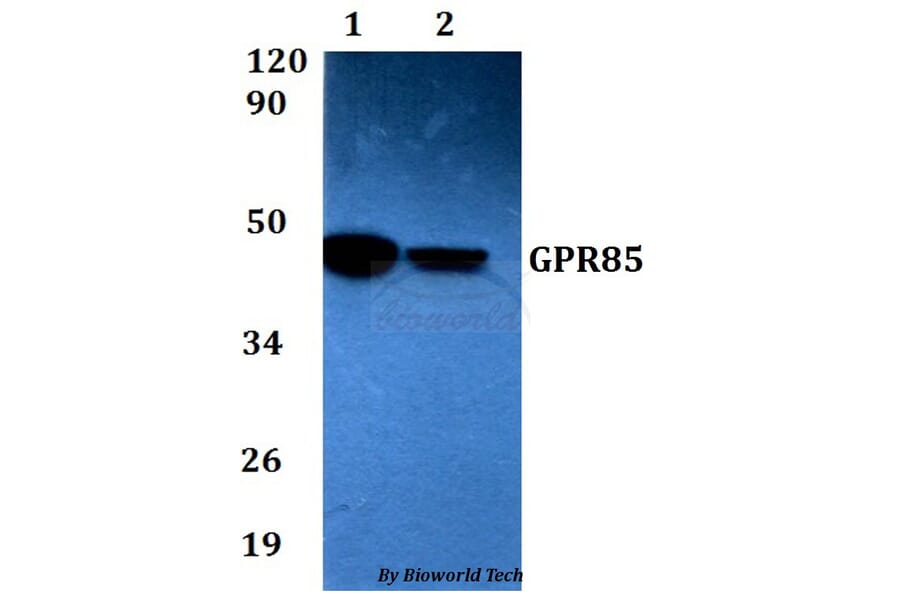 Anti-GPR85 Antibody from Bioworld Technology (BS60615) - Antibodies.com