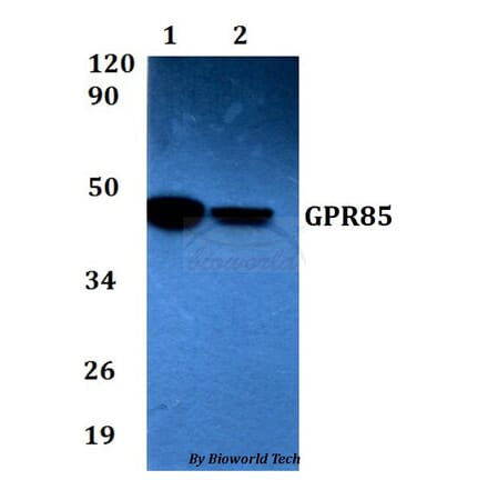Anti-GPR85 Antibody from Bioworld Technology (BS60615) - Antibodies.com