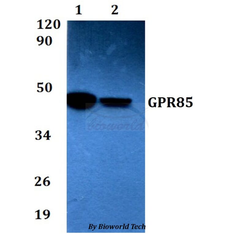 Anti-GPR85 Antibody from Bioworld Technology (BS60615) - Antibodies.com