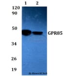 Anti-GPR85 Antibody from Bioworld Technology (BS60615) - Antibodies.com