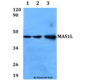 Anti-MAS1L Antibody from Bioworld Technology (BS60616) - Antibodies.com