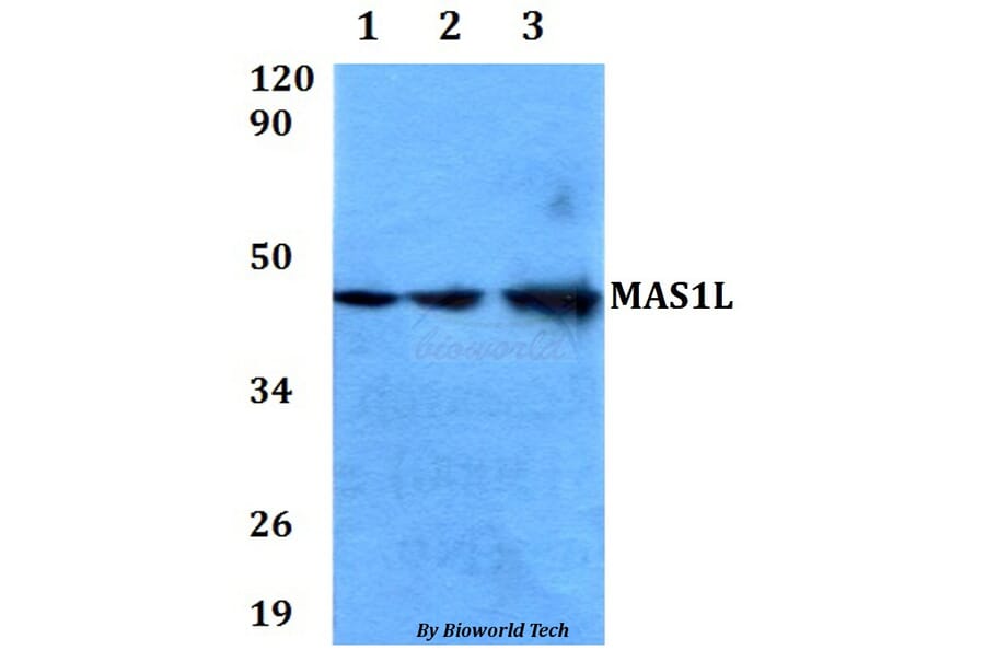 Anti-MAS1L Antibody from Bioworld Technology (BS60616) - Antibodies.com