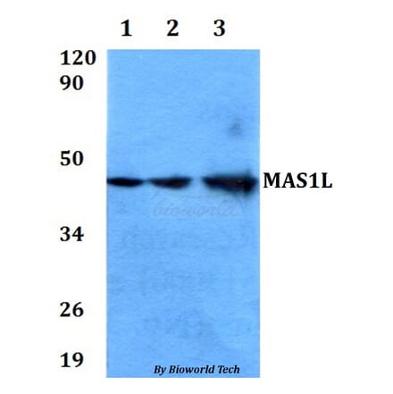 Anti-MAS1L Antibody from Bioworld Technology (BS60616) - Antibodies.com