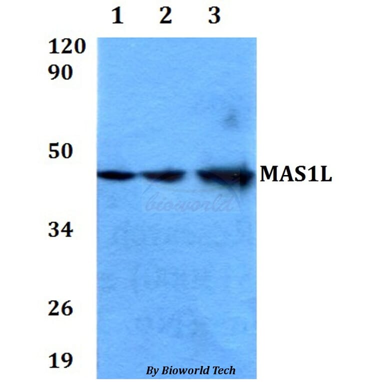 Anti-MAS1L Antibody from Bioworld Technology (BS60616) - Antibodies.com