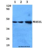 Anti-MAS1L Antibody from Bioworld Technology (BS60616) - Antibodies.com