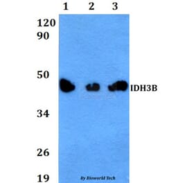 Anti-IDH3B Antibody from Bioworld Technology (BS60617) - Antibodies.com