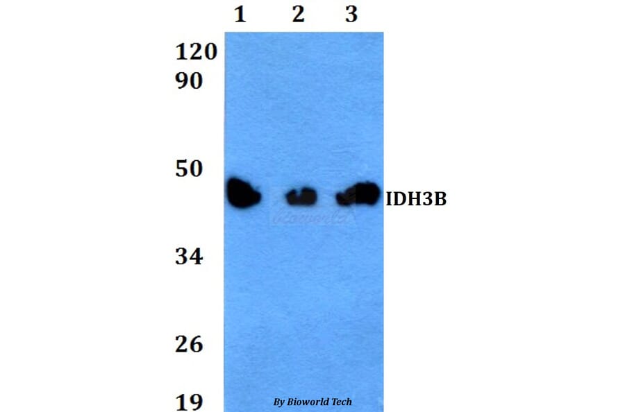 Anti-IDH3B Antibody from Bioworld Technology (BS60617) - Antibodies.com
