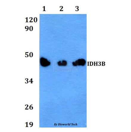 Anti-IDH3B Antibody from Bioworld Technology (BS60617) - Antibodies.com
