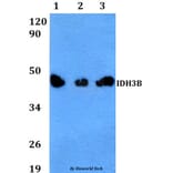Anti-IDH3B Antibody from Bioworld Technology (BS60617) - Antibodies.com