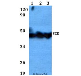Anti-SCD Antibody from Bioworld Technology (BS60618) - Antibodies.com
