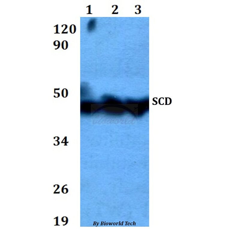Anti-SCD Antibody from Bioworld Technology (BS60618) - Antibodies.com