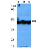 Anti-SCD Antibody from Bioworld Technology (BS60618) - Antibodies.com