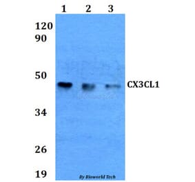 Anti-CX3CL1 Antibody from Bioworld Technology (BS60619) - Antibodies.com