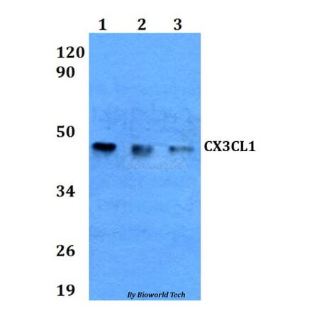 Anti-CX3CL1 Antibody from Bioworld Technology (BS60619) - Antibodies.com