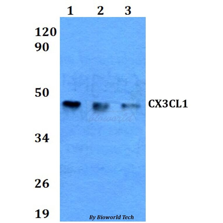 Anti-CX3CL1 Antibody from Bioworld Technology (BS60619) - Antibodies.com