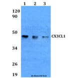 Anti-CX3CL1 Antibody from Bioworld Technology (BS60619) - Antibodies.com