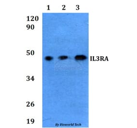 Anti-IL3RA Antibody from Bioworld Technology (BS60620) - Antibodies.com