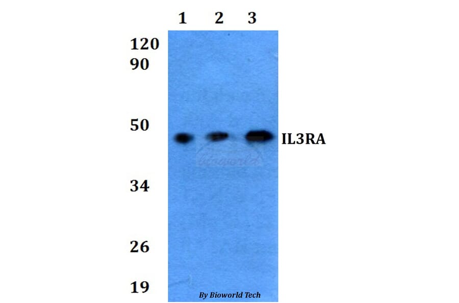Anti-IL3RA Antibody from Bioworld Technology (BS60620) - Antibodies.com